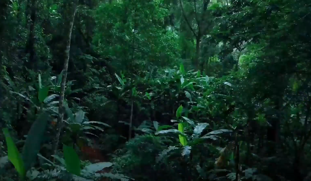 魔域倡导看护天然不只是实际的使命更应成为虚拟国际中的永恒主题 魔域倡导看护天然不只是实际的使命更应成为虚拟国际中的永恒主题