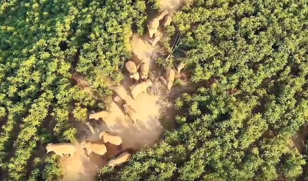 <b>实际举动为生态维护贡献力量足见魔域玩家对公益事业的热心与责任感</b>